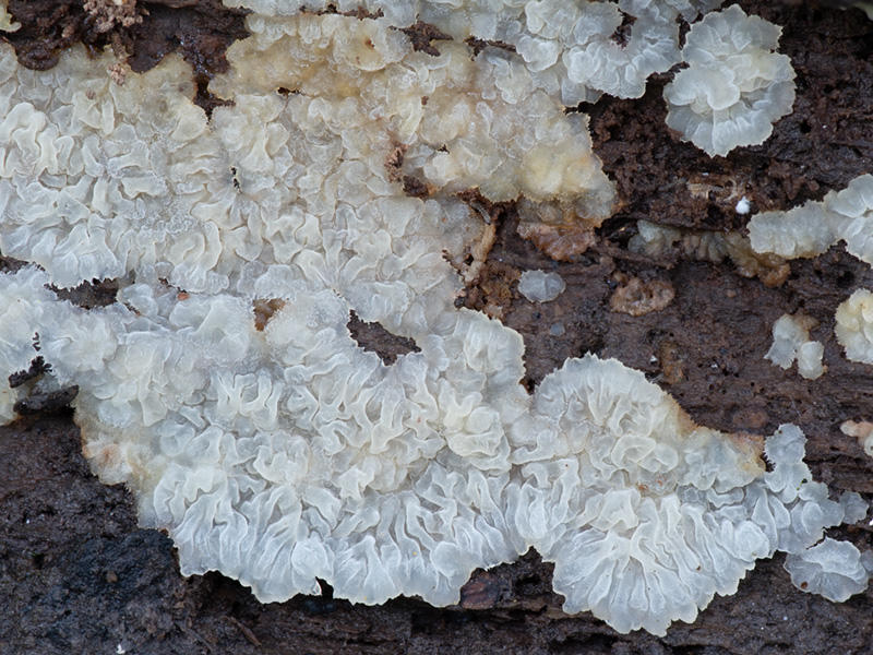 Phlebia tremelloidea Phlebia tremelloidea